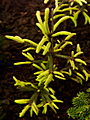 Picea abies Fine Donensis IMG_6324 Świerk pospolity